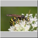 Gorytes laticinctus - Grabwespe 08a 12mm OS-Hellern Waldwiese fdet.jpg